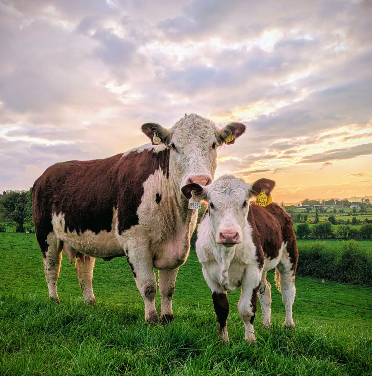 photo of a Hereford cow and calf standing in a field