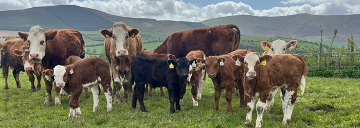 Cover image for Teagasc Beef Advisory Newsletter – May article