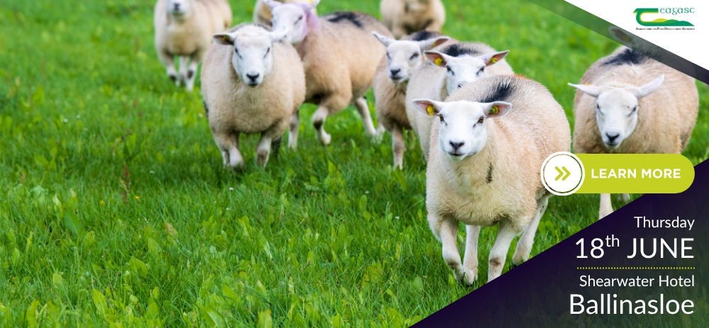 National Sheep Conference & Farm Workshops