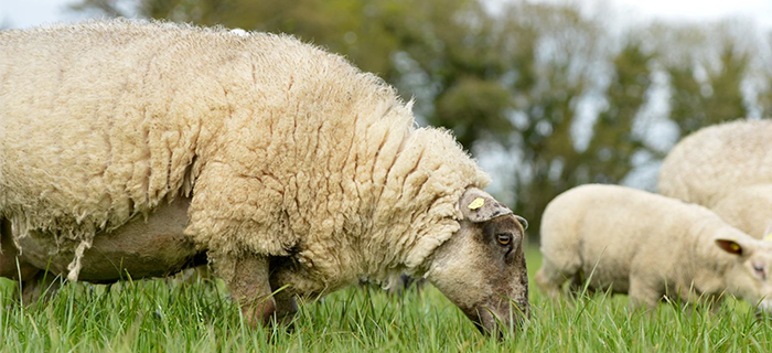 Teagasc Sheep Advisory Newsletter – June
