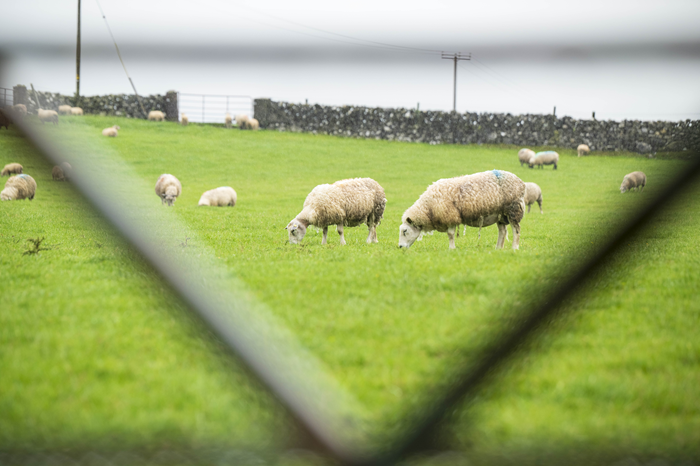 70% of farmers complete most sheep tasks on a Saturday – survey