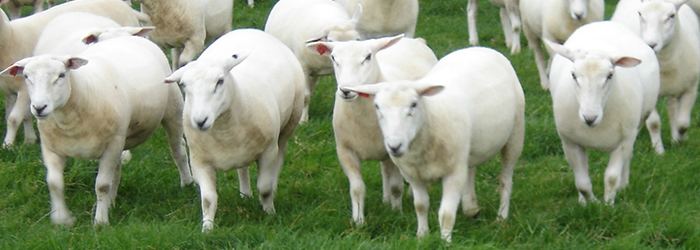 shorn sheep
