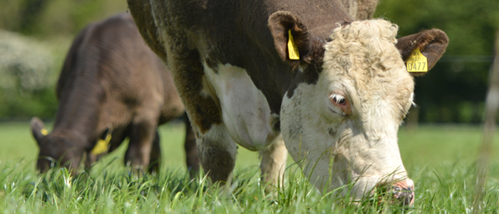 Cover image for Teagasc Beef Advisory Newsletter – July article