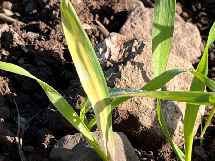 Slight bleaching of leaves after herbicide application. Crops normally grow out of this in a few days.