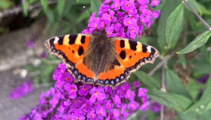 The Small Tortoiseshell (Aglais urticae) on Phlox paniculata, Kildalton College, Horticulture Unit (Source: Brian Clancy, Kildalton College, July 2025)