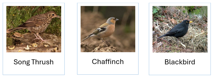 An image of a Song Thrush, Chaffinch and Blackbird