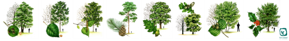 A graphic of the species included in the NATSEED project