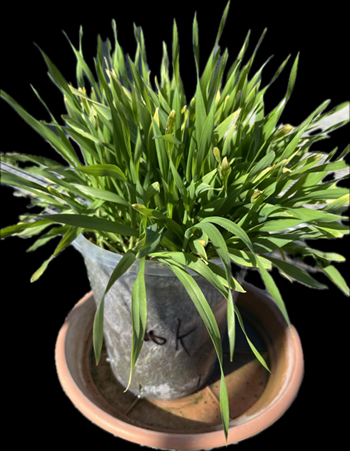 Spring barley, grown in a pot, showing potassium deficiency