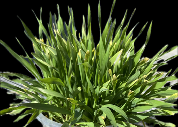 Potassium: Should all of it be applied in autumn?