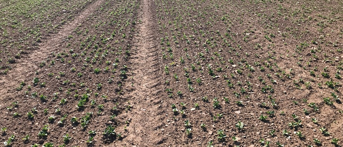 A field of established spring beans