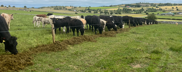Cover image for Breeding re-cap from Newford article