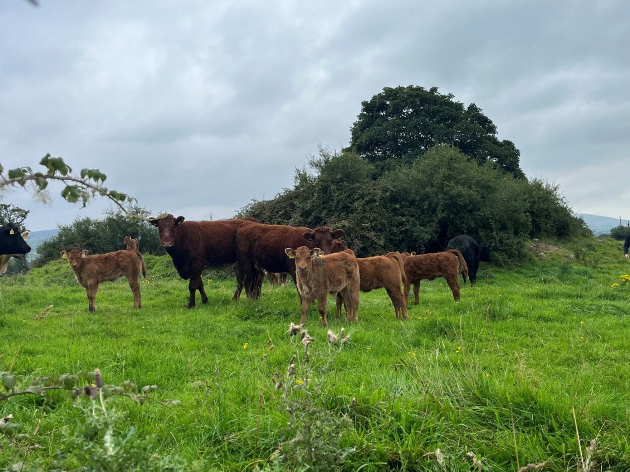 Suckler beef calves and their cows in a field