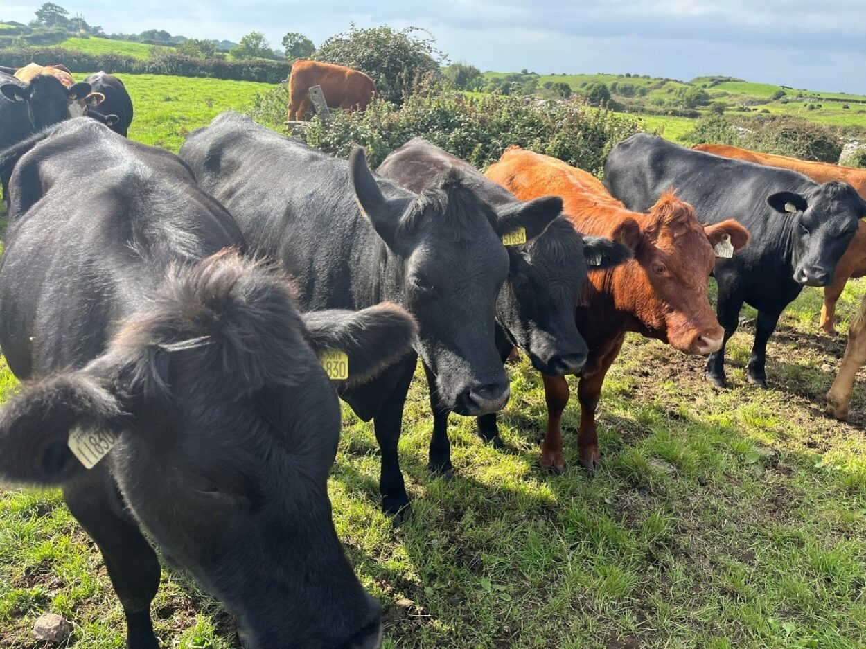 Dairy beef heifers in a field