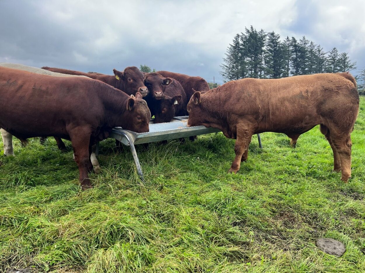 Suckler bred yearling bulls eating ration at a trough