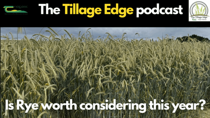 Cover image for Is rye worth considering this year? article