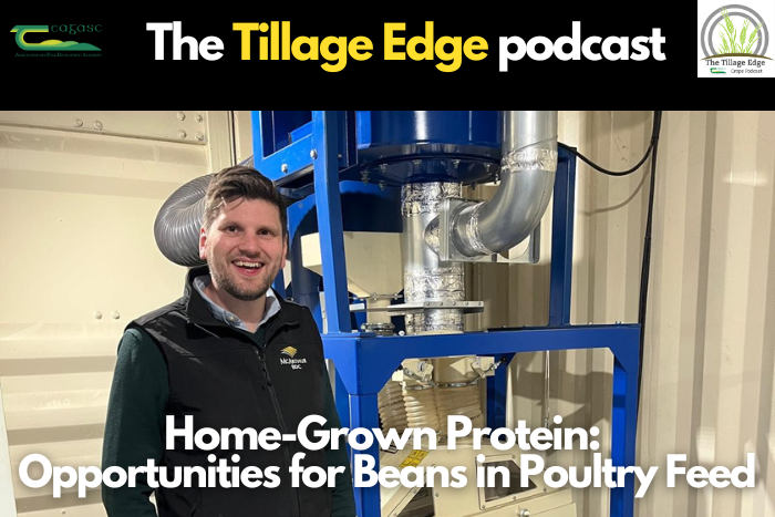Cover image for Home-grown protein: Opportunities for beans in poultry feed article