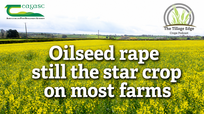 Oilseed rape still the star crop on most farms