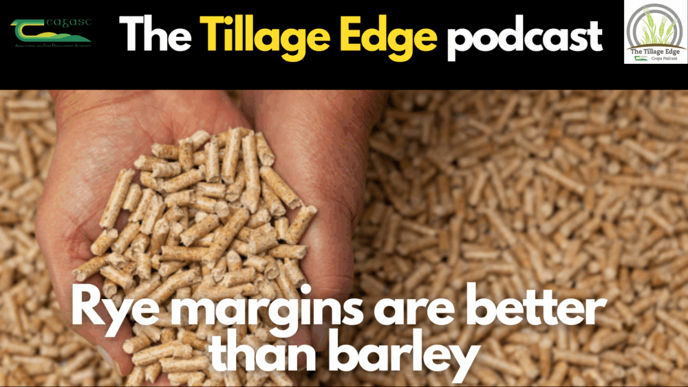 Tillage Edge: Rye margins are better than barley