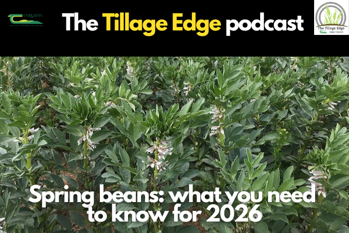 Spring beans – what you need to know for 2026