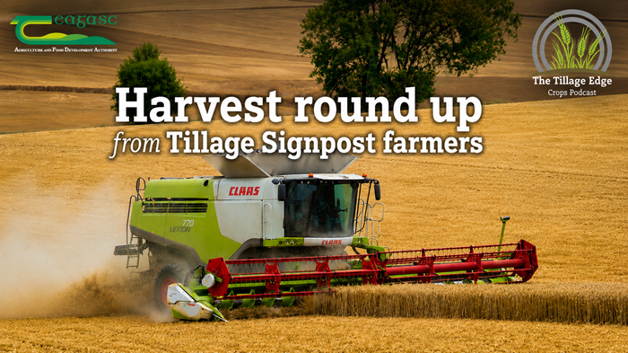 Harvest round up from Tillage Signpost farmers