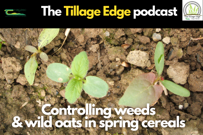 Controlling weeds and wild oats in spring cereals