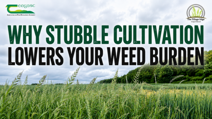 Why stubble cultivation lowers your weed burden