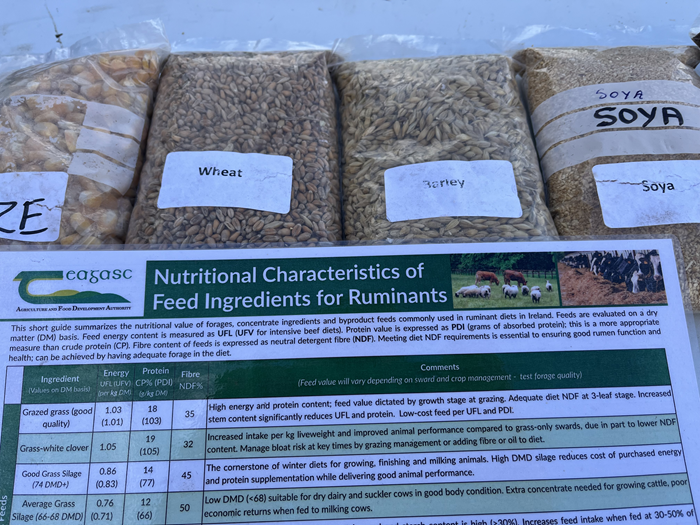 Winter feed guidance on dairy and beef farms