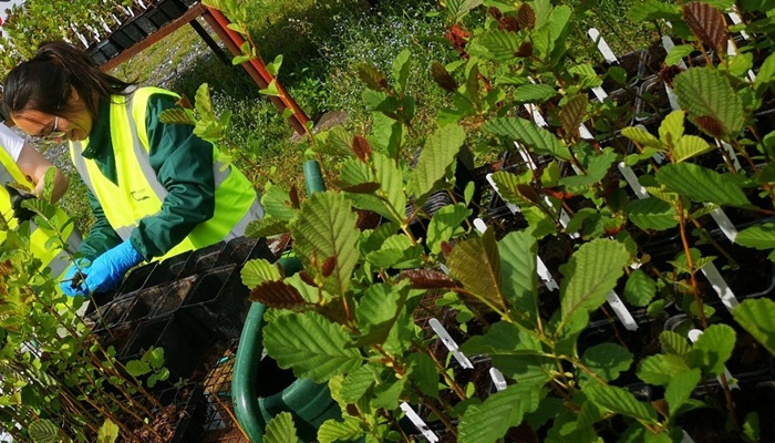 Cover image for BroadGen – assessing the genetic diversity and resilience of four native broadleaf tree species in Ireland article