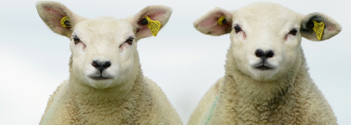 Two texel lambs