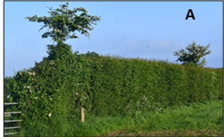 A topped hedge with occasional flowering whitethorn