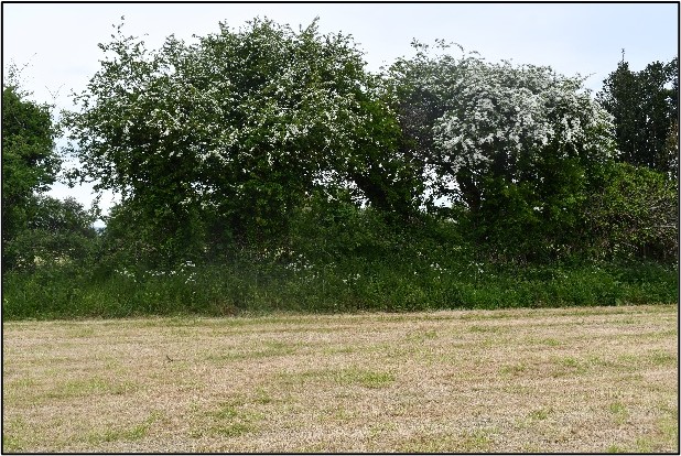 A treeline hedge in a field where silage has been cut