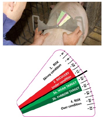 A caliper being used to assess sow condition and a display of the key criteria presented when undertaking this measurement