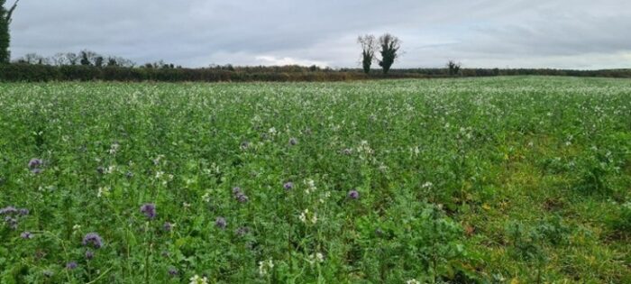 Guide to cover crop termination: Leveraging frost and grazing