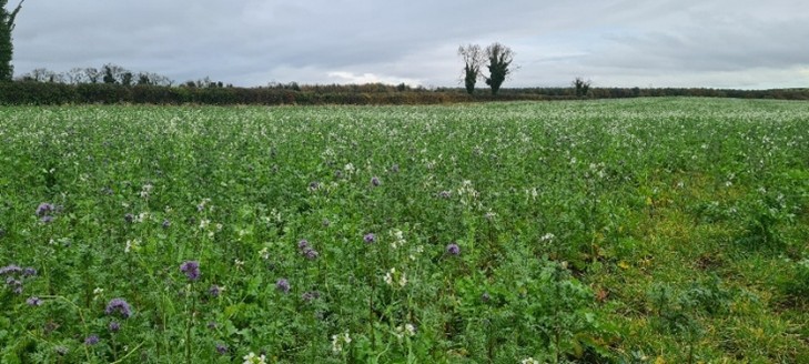 Guide to cover crop termination: Leveraging frost and grazing
