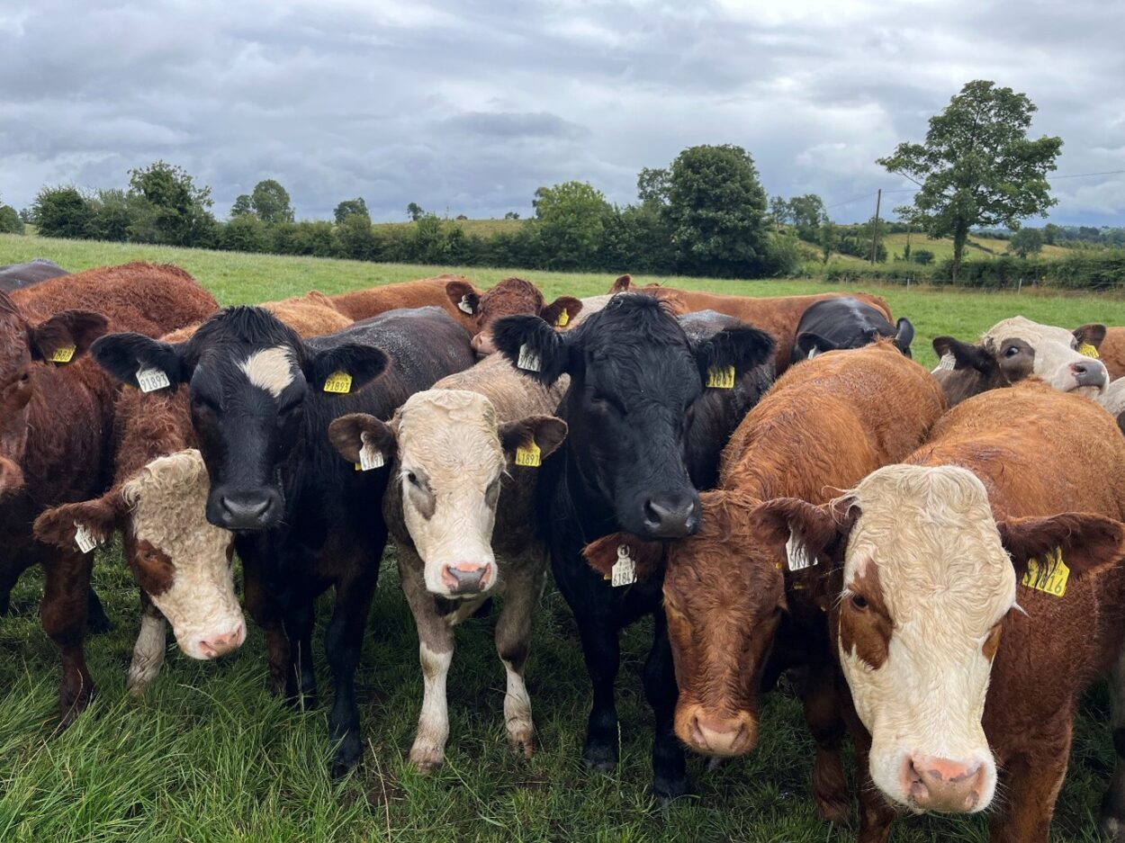Breeding heifers at grass