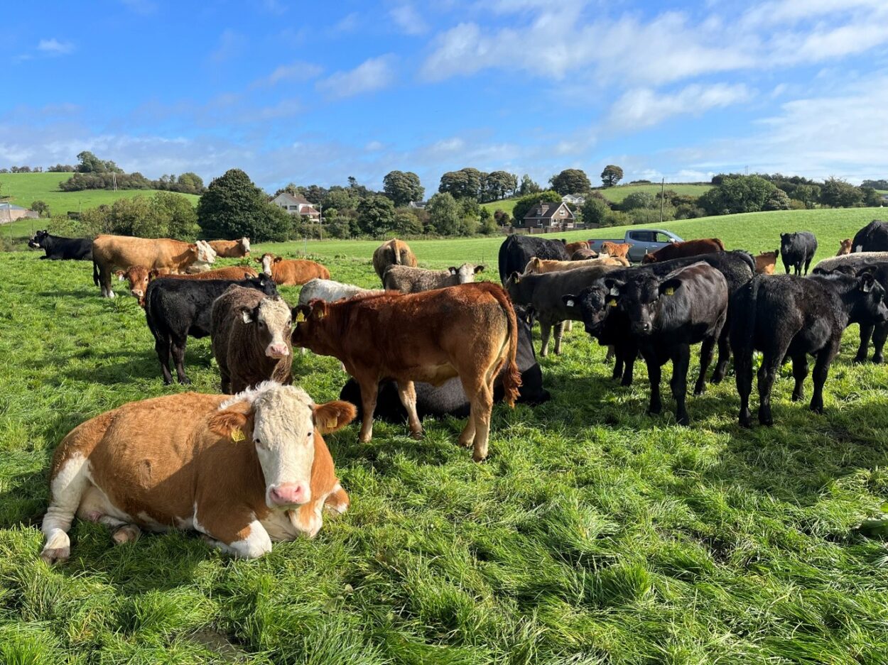 Suckler cows and calves in grass field