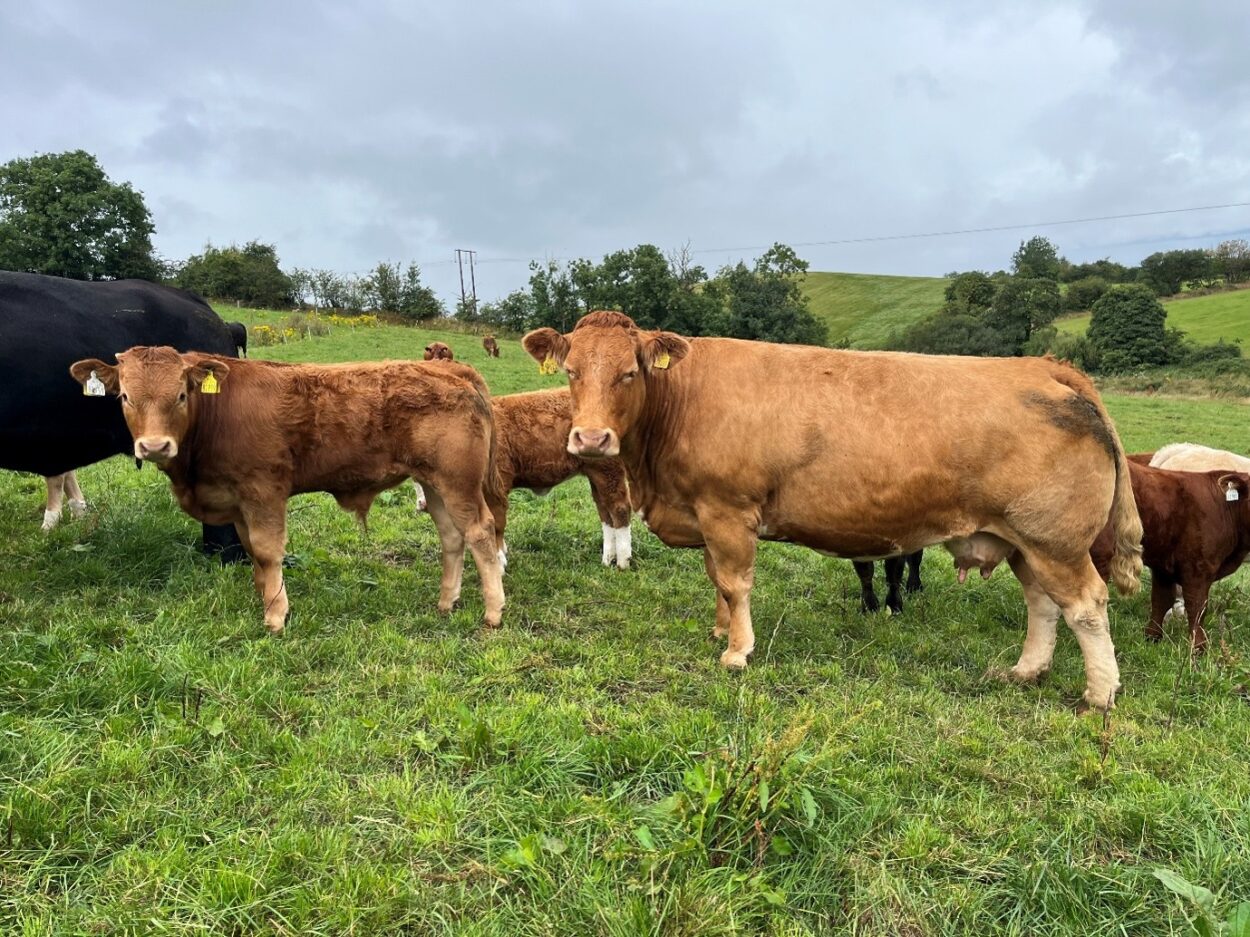 LimousinX calf with his cow at grass