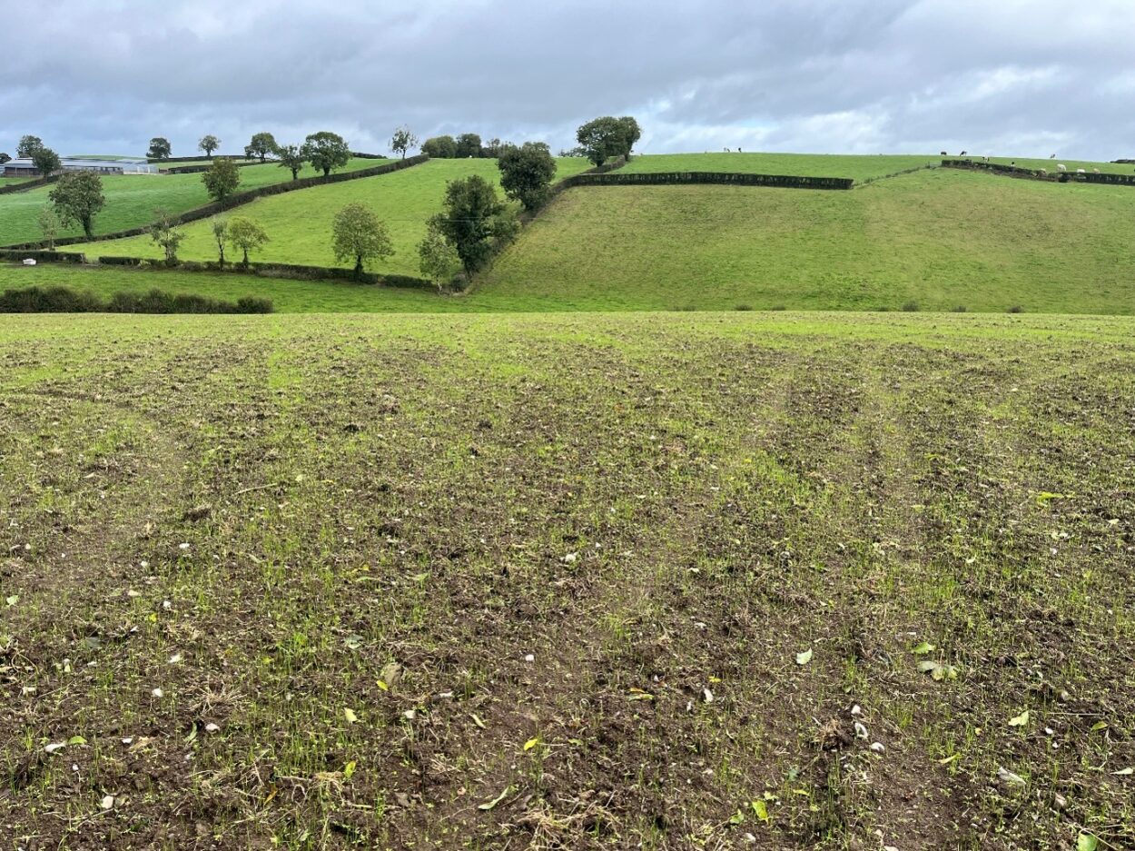 Grass seed appearing on reseeded field
