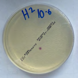 Figure 1. Resistant isolate (seen as purple-bacterial colony on petri dish) was found in faecal samples from calves fed milk replacer containing trace amounts of Neomycin and Amoxcillin