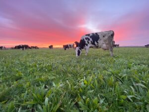 Cow in field