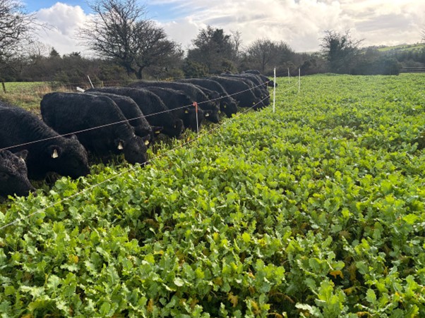 Cover image for Redstart delivering winter weight article