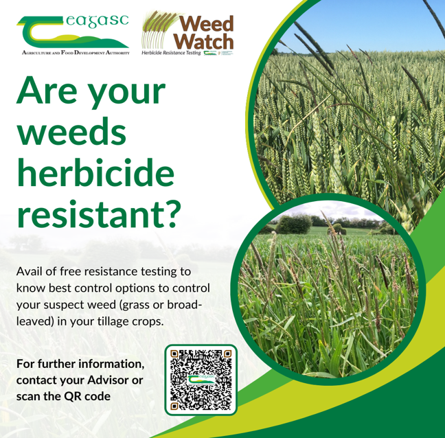 A flyer with images of grass weeds in cereal crops overlaid with text: Are your weeds herbicide resistant? Avail of free resistance testing to know best control options to control your suspect weed (grass or broad-leaved) in your tillage crops. For further information, contact your advisor or scan the QR code.