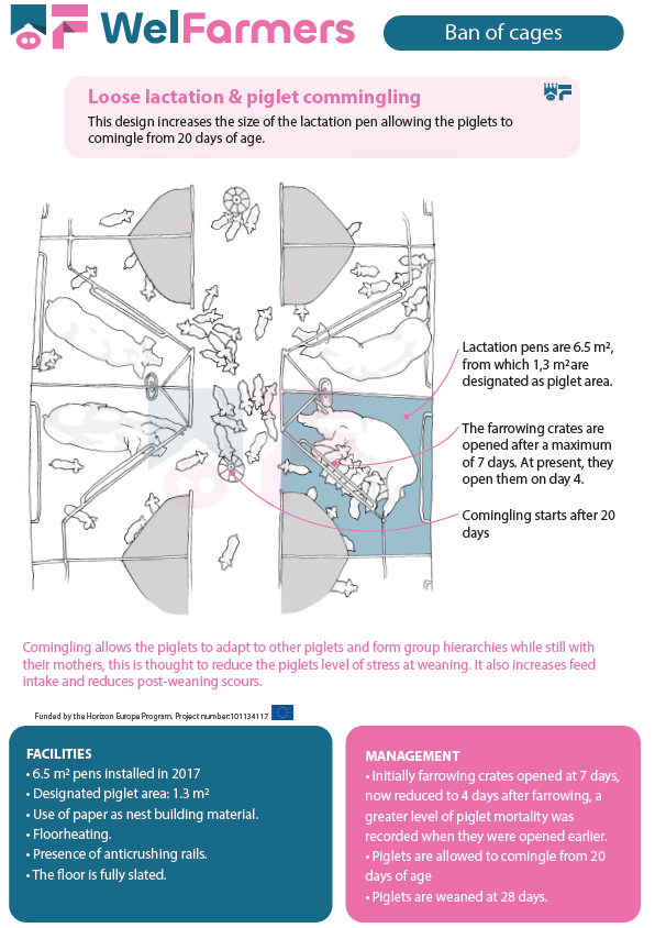 A comingling design used on Aisling Pig Farms which allows piglets to adapt to other groups and form social hierarchies. The facilities listed include: 6.5 m2 pens installed in 2017 • Designated piglet area: 1.3 m2 • Use of paper as nest building material. • Floorheating. • Presence of anticrushing rails. • The floor is fully slated.