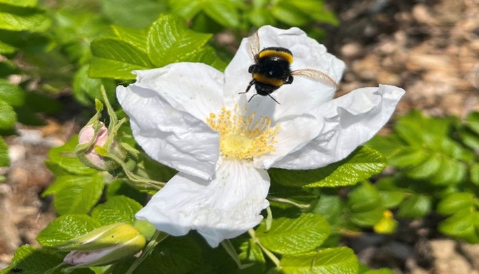 Cover image for The importance of pollinators to agriculture and horticulture article