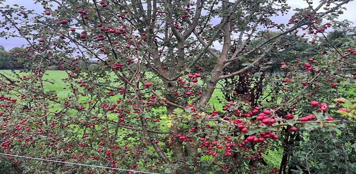 Autumn’s vital role in safeguarding Irish wildlife