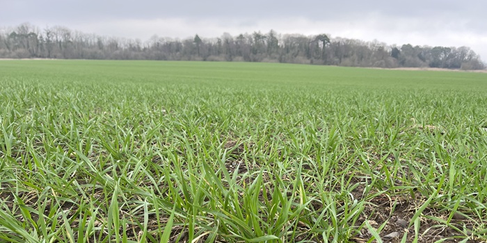 Cover image for Teagasc Advisory Newsletter – Tillage article