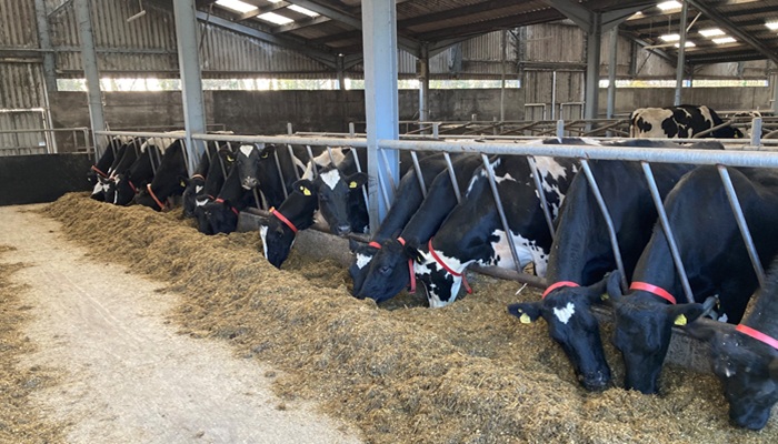 Developing more efficient and sustainable winter milk production systems at Johnstown Castle
