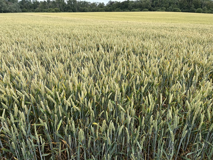 Cover image for Pre-harvest crop walks – some of the most valuable hours of the farming year article