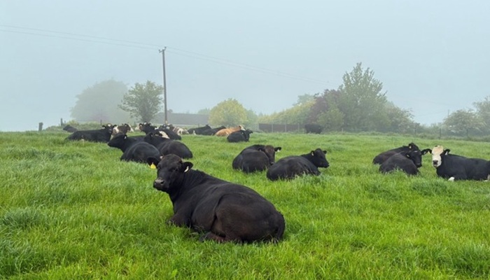 Yearling early maturing heifers at grass