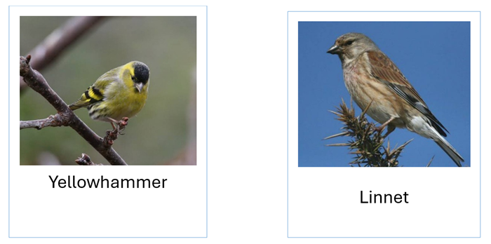 An image of a yellowhammer and linnet bird